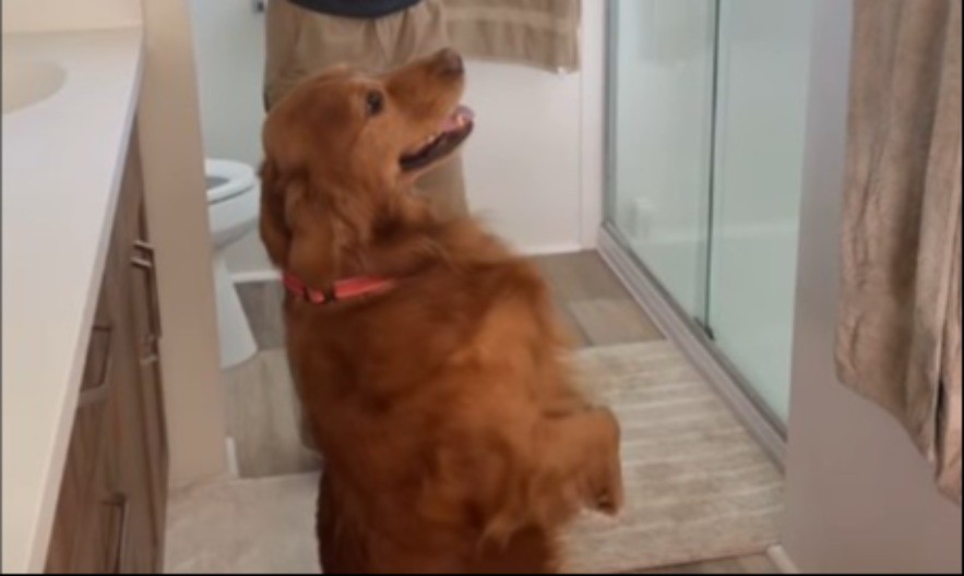 ZLATNI RETRIVER KOJI JE ODUŠEVIO SVET Njegova reakcija na sopstvene fotografije je NAJSLAĐA stvar na internetu! (VIDEO)